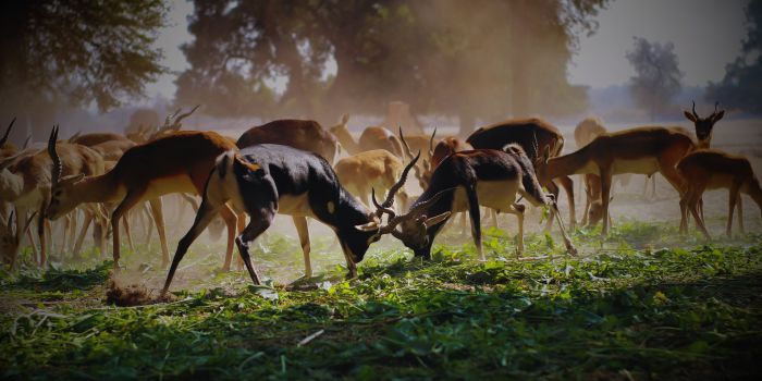 Kanha